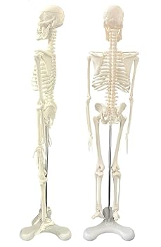 人体模型 スタンド付き 筋肉・骨格詳細 Amazon.co.jp: timiland 人体骨格模型 【サスペンションモデル